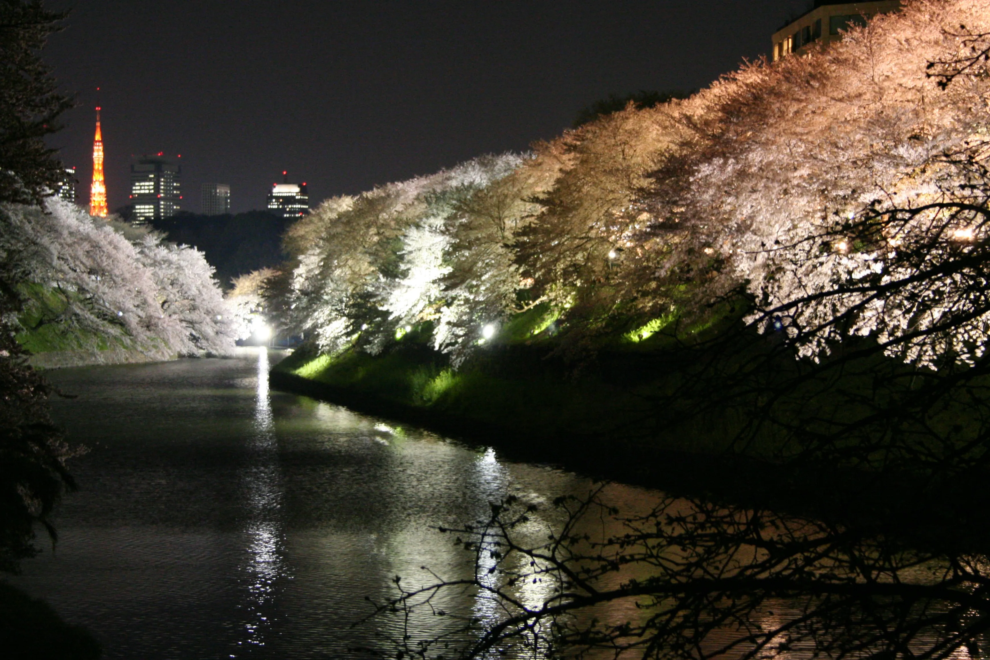 SAKURA on the river SAKURA on the river