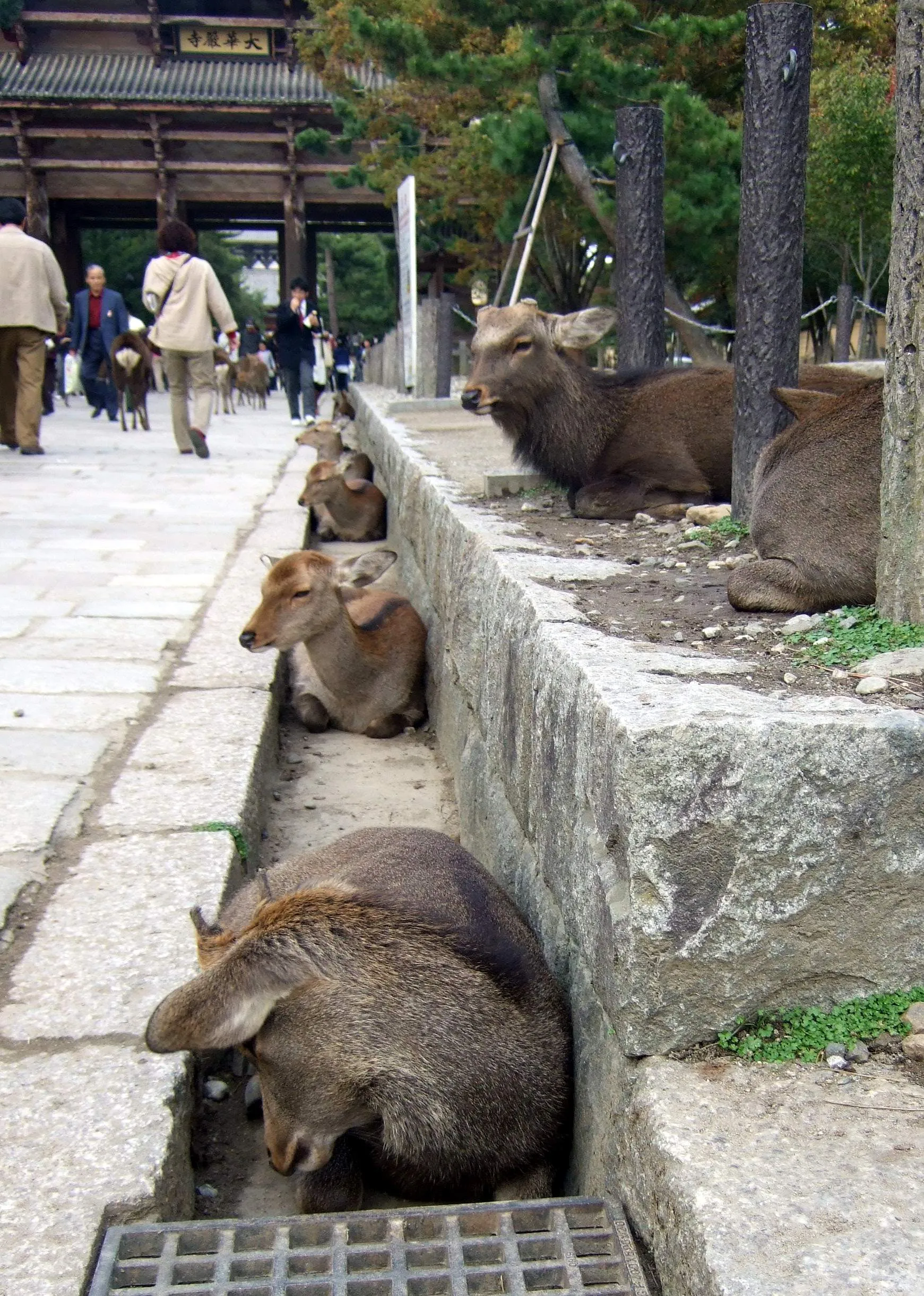 奈良の鹿 / Deer in Nara, Japan