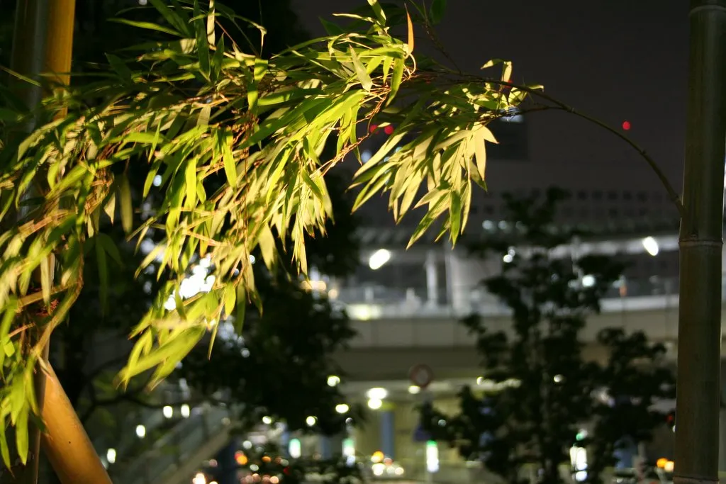 bamboo