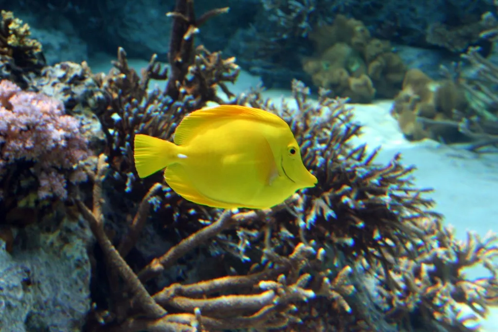海洋博水族館 (6)