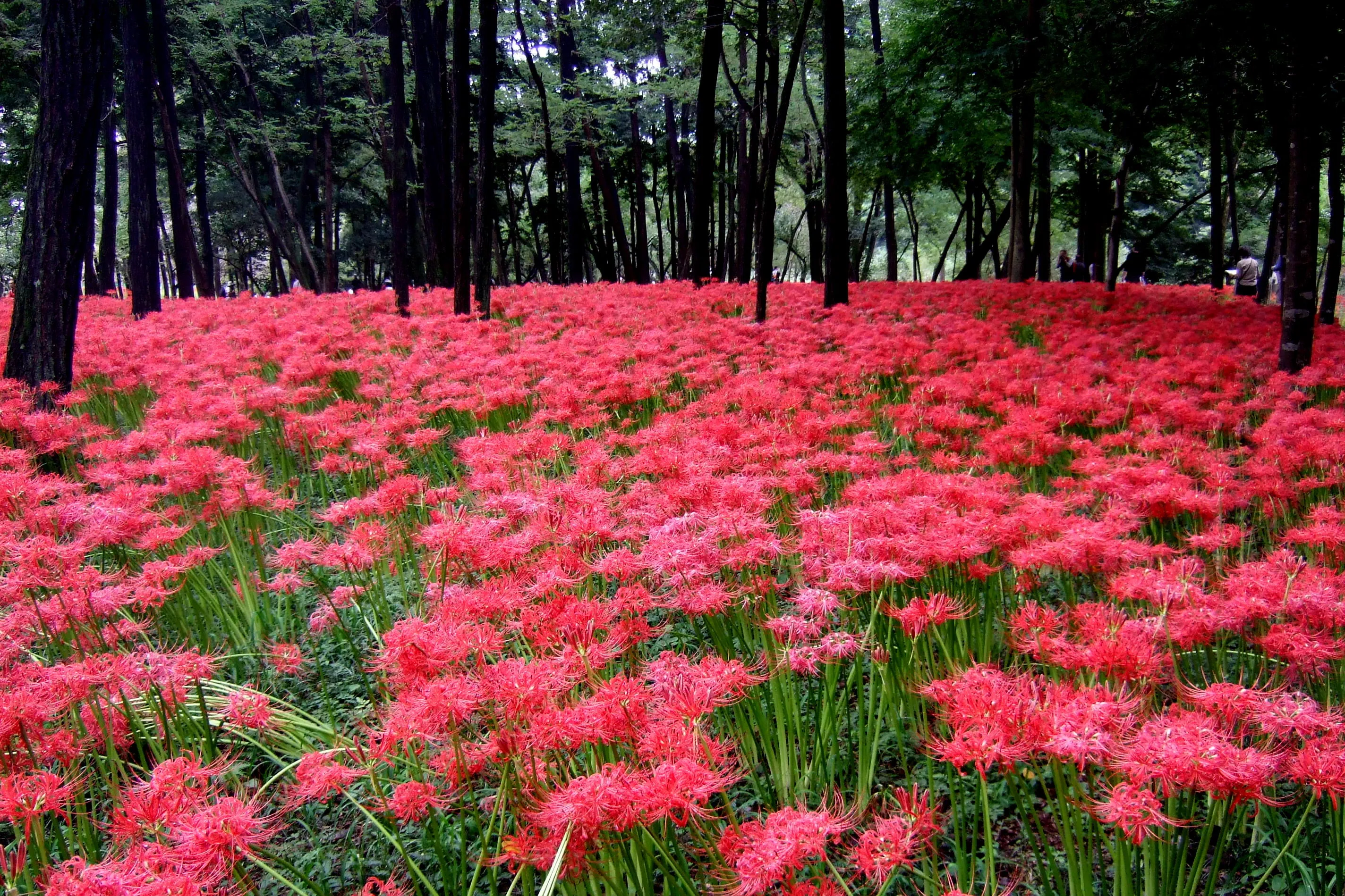 Lycoris radiata / 彼岸花 Lycoris radiata / 彼岸花