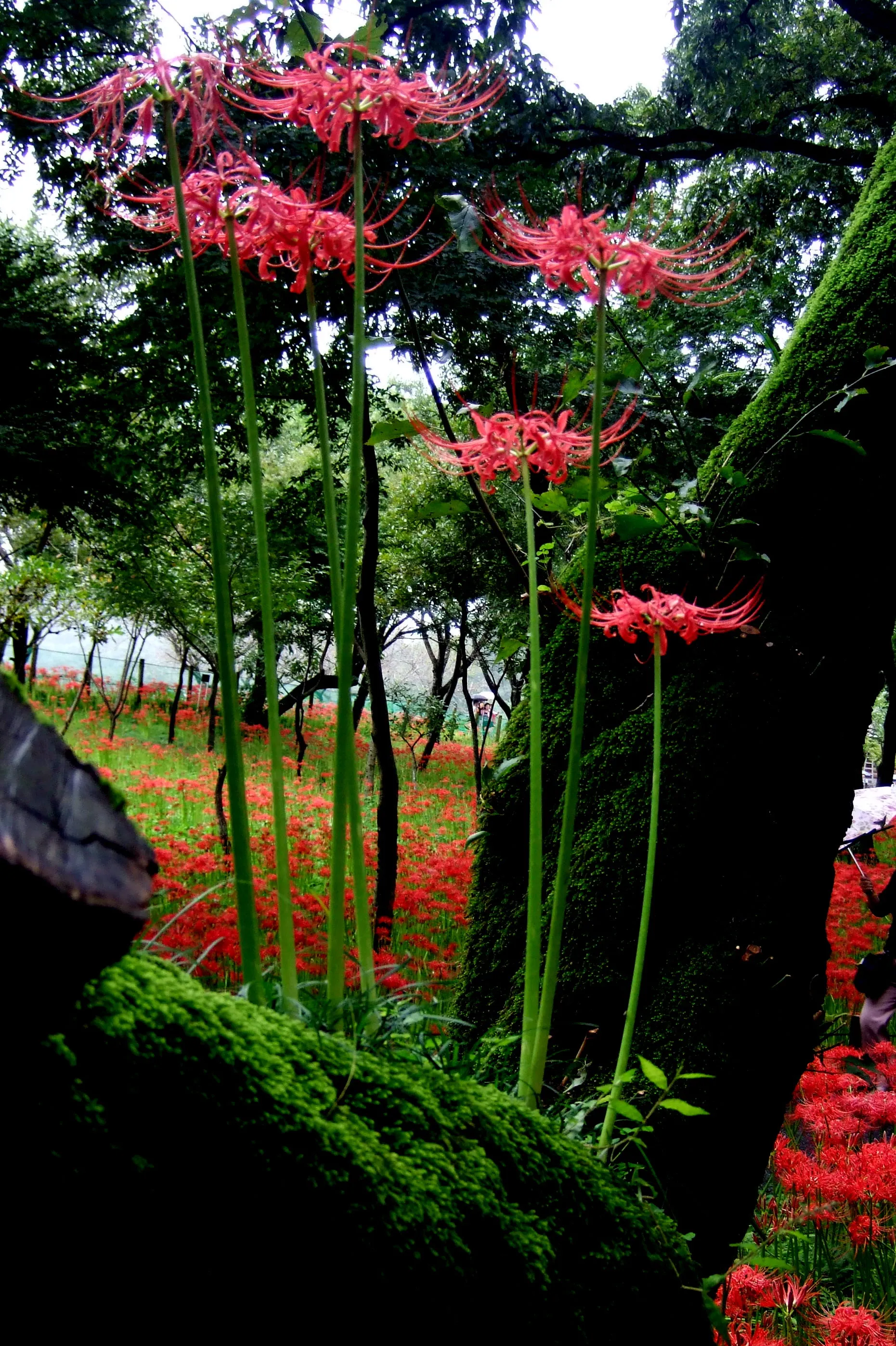 Lycoris radiata / 彼岸花 Lycoris radiata / 彼岸花