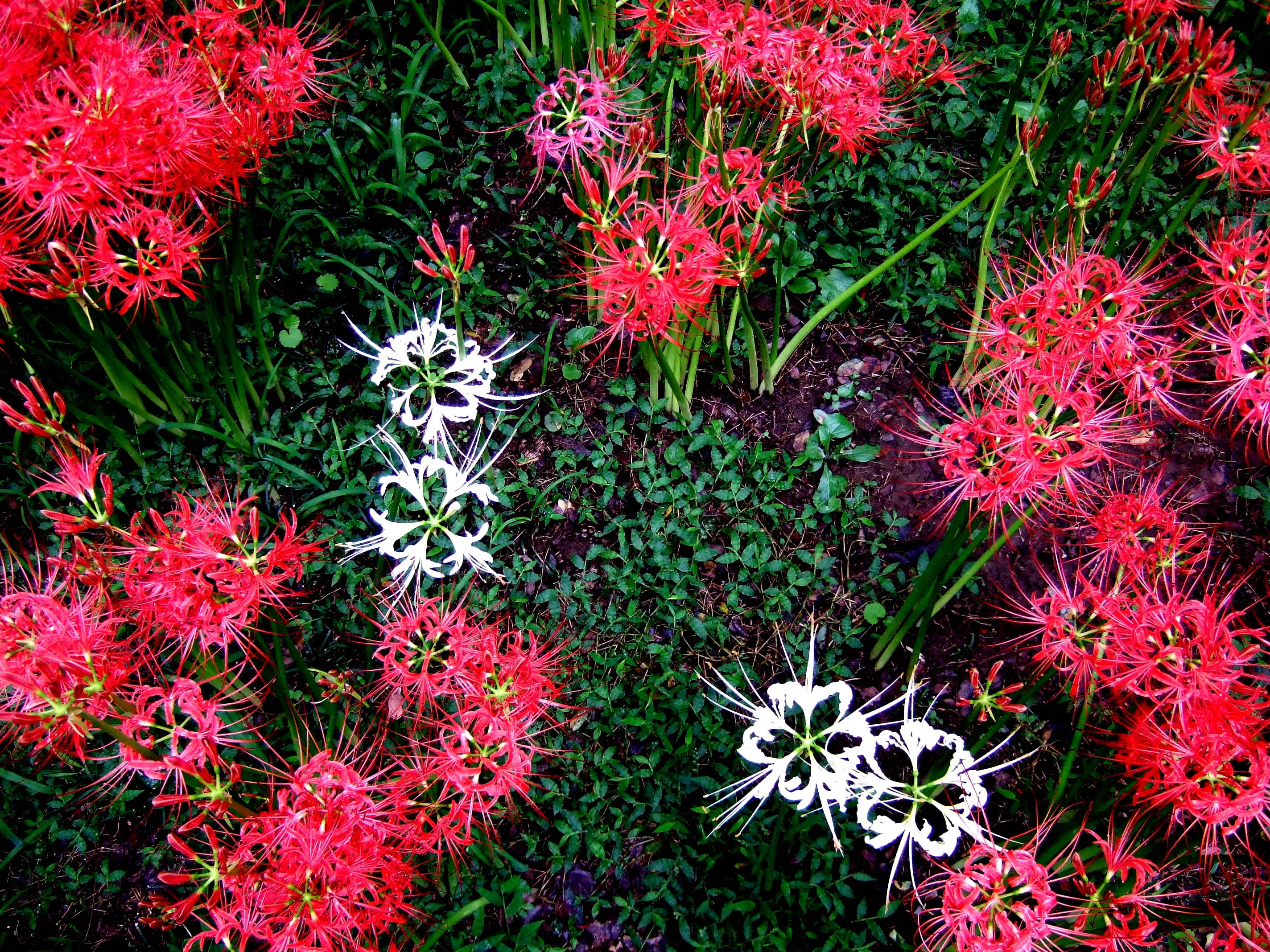 Lycoris radiata / 彼岸花 Lycoris radiata / 彼岸花