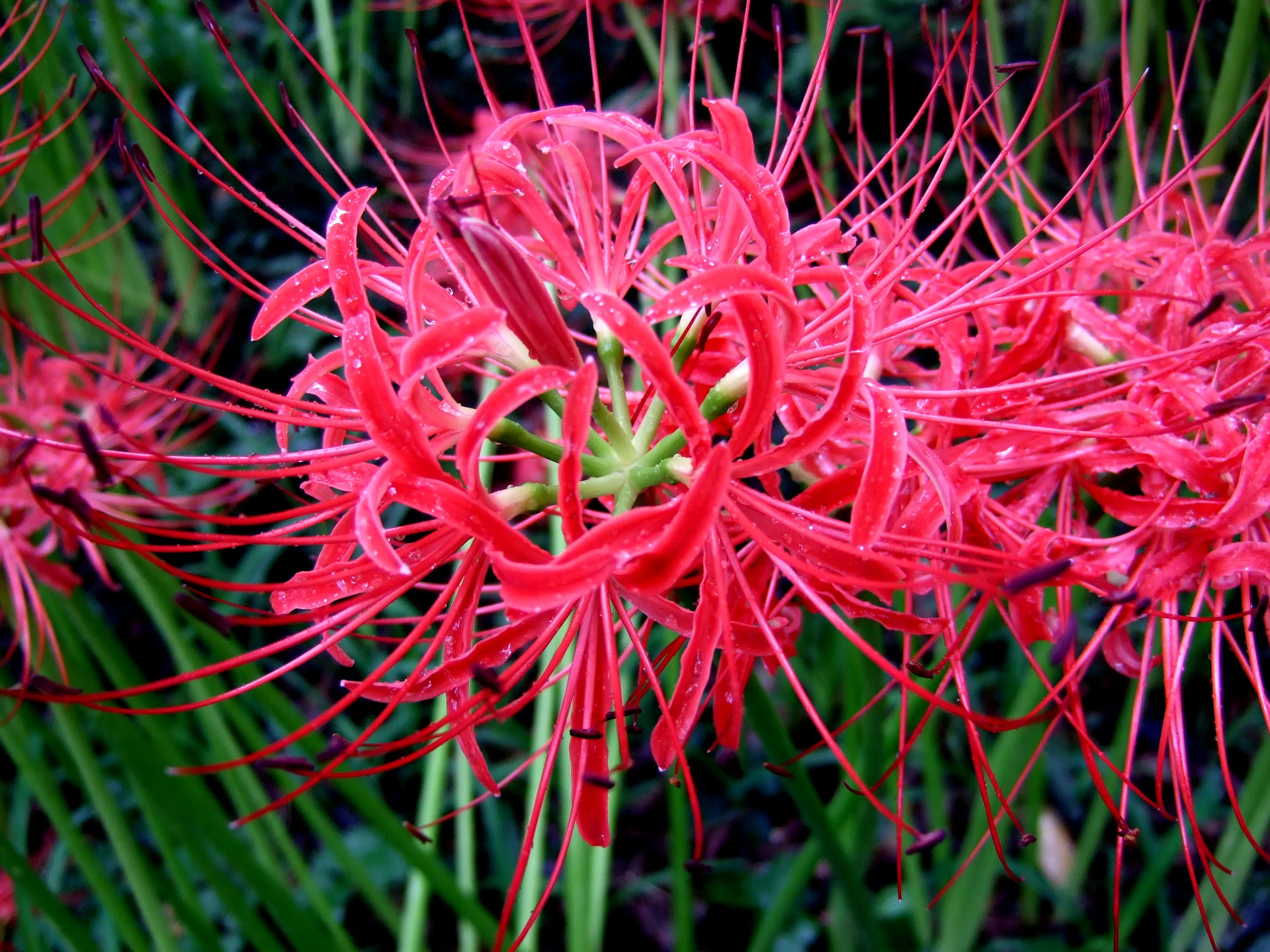 Lycoris radiata / 彼岸花 Lycoris radiata / 彼岸花