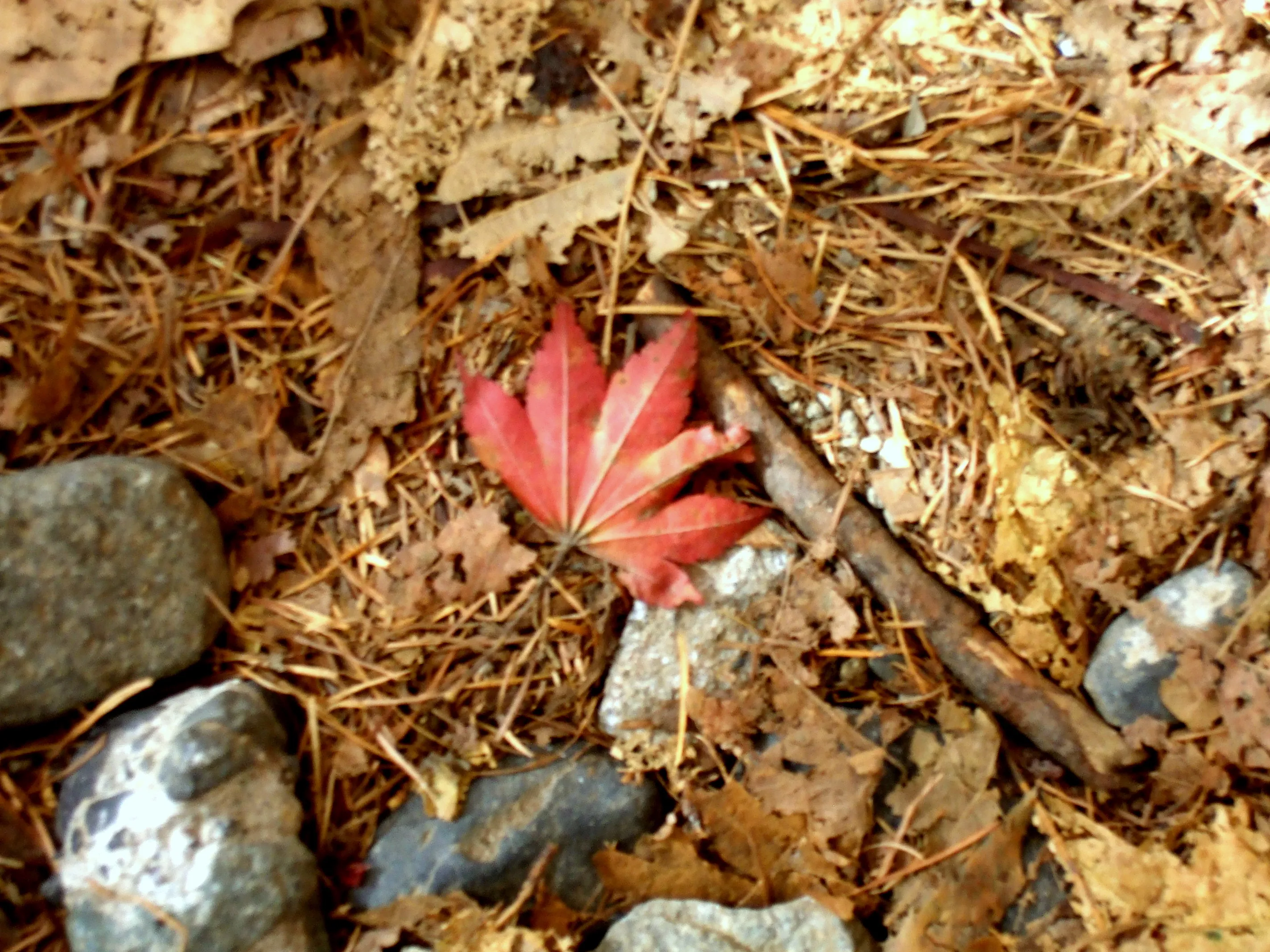 DSCF5235 DSCF5235