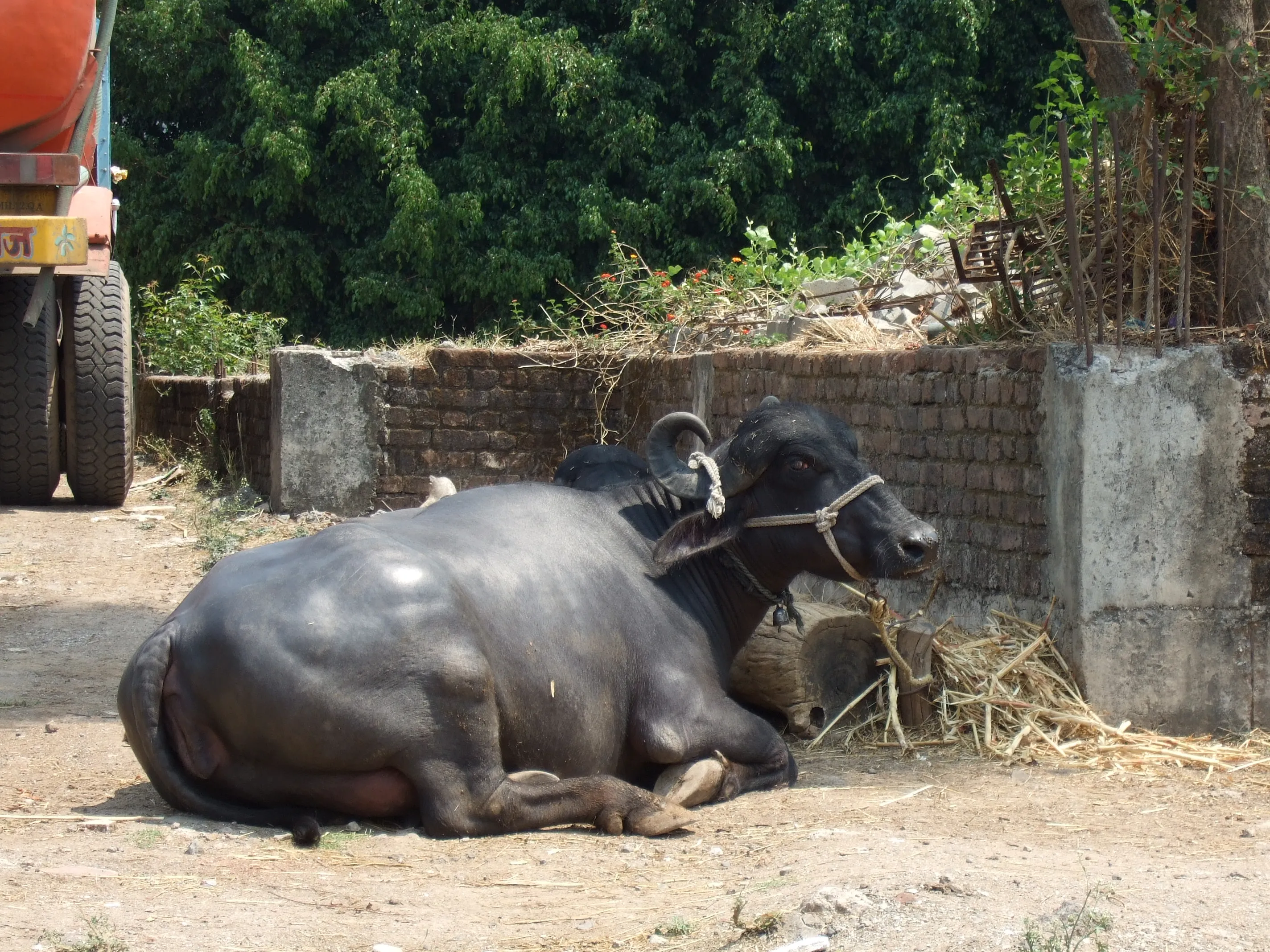 India