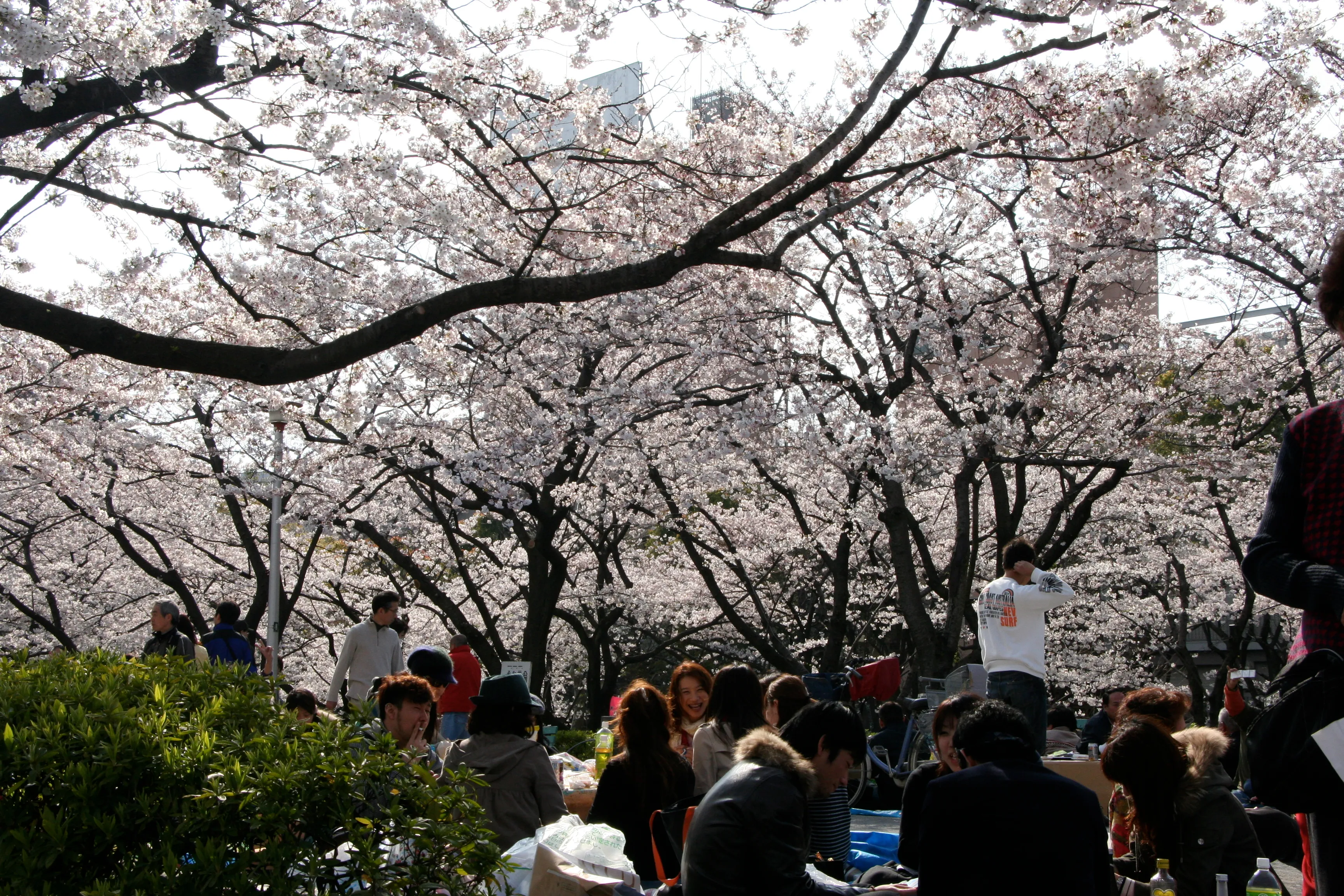 隅田川の桜 隅田川の桜