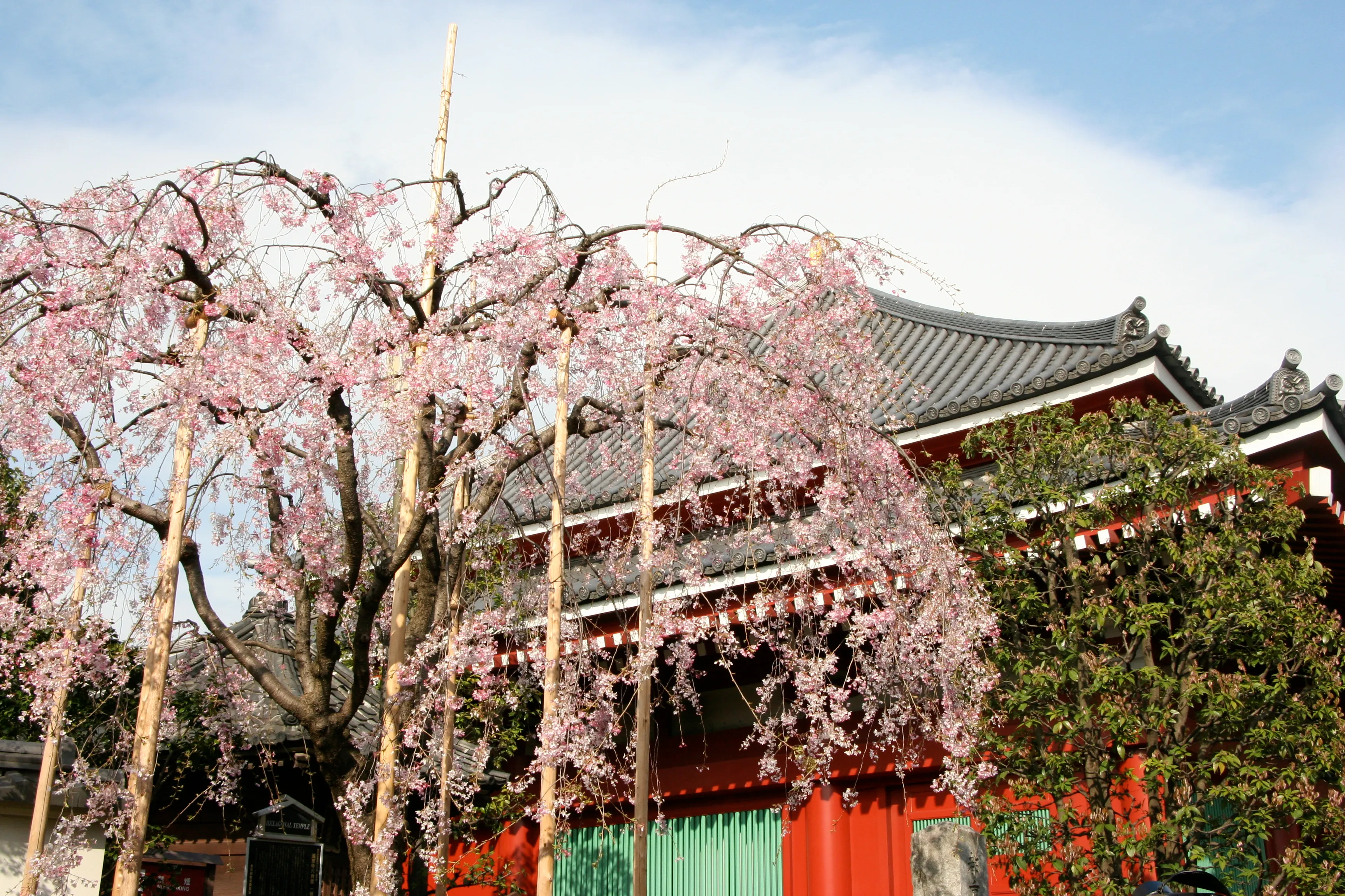 浅草の桜 浅草の桜