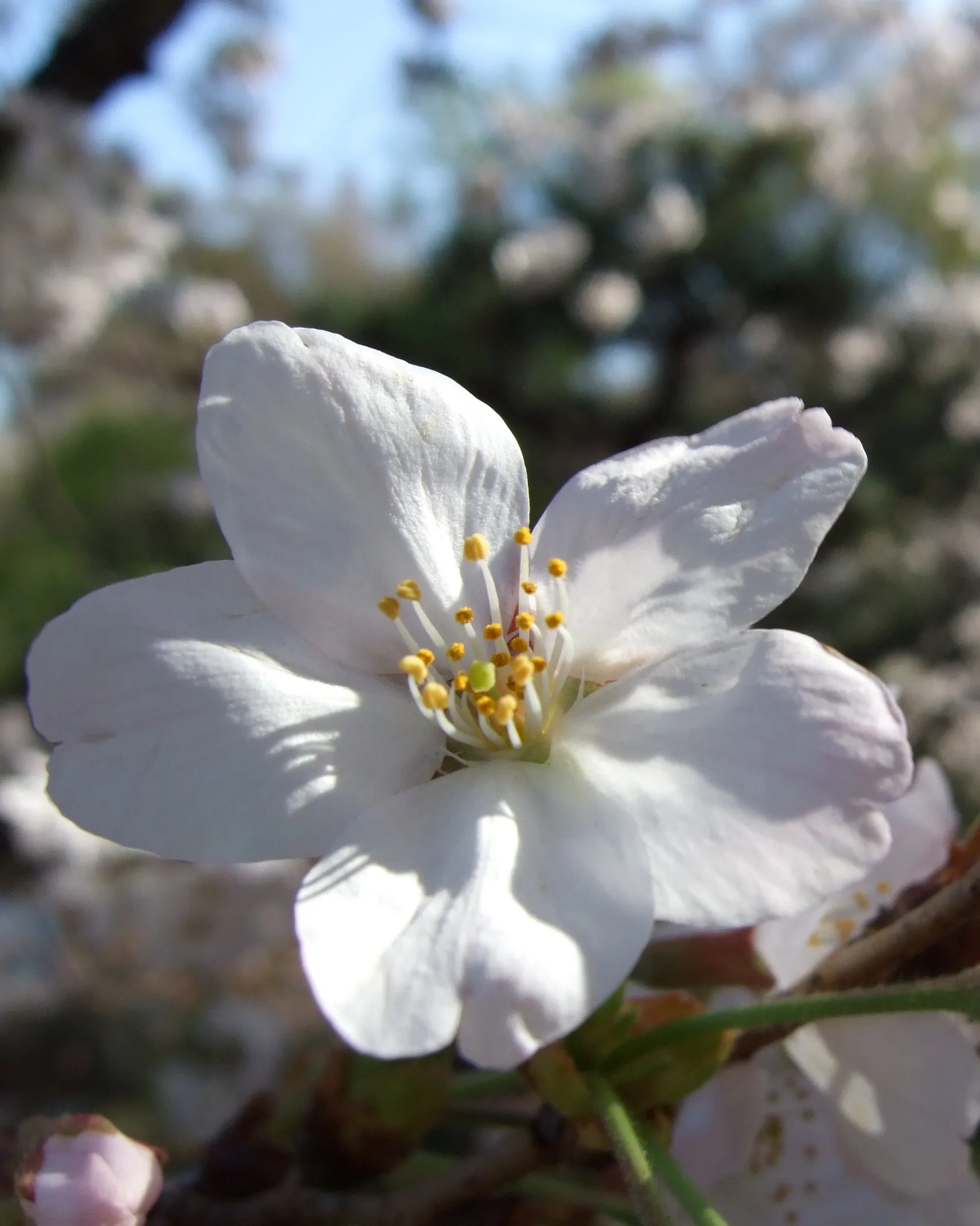 DSCF0815