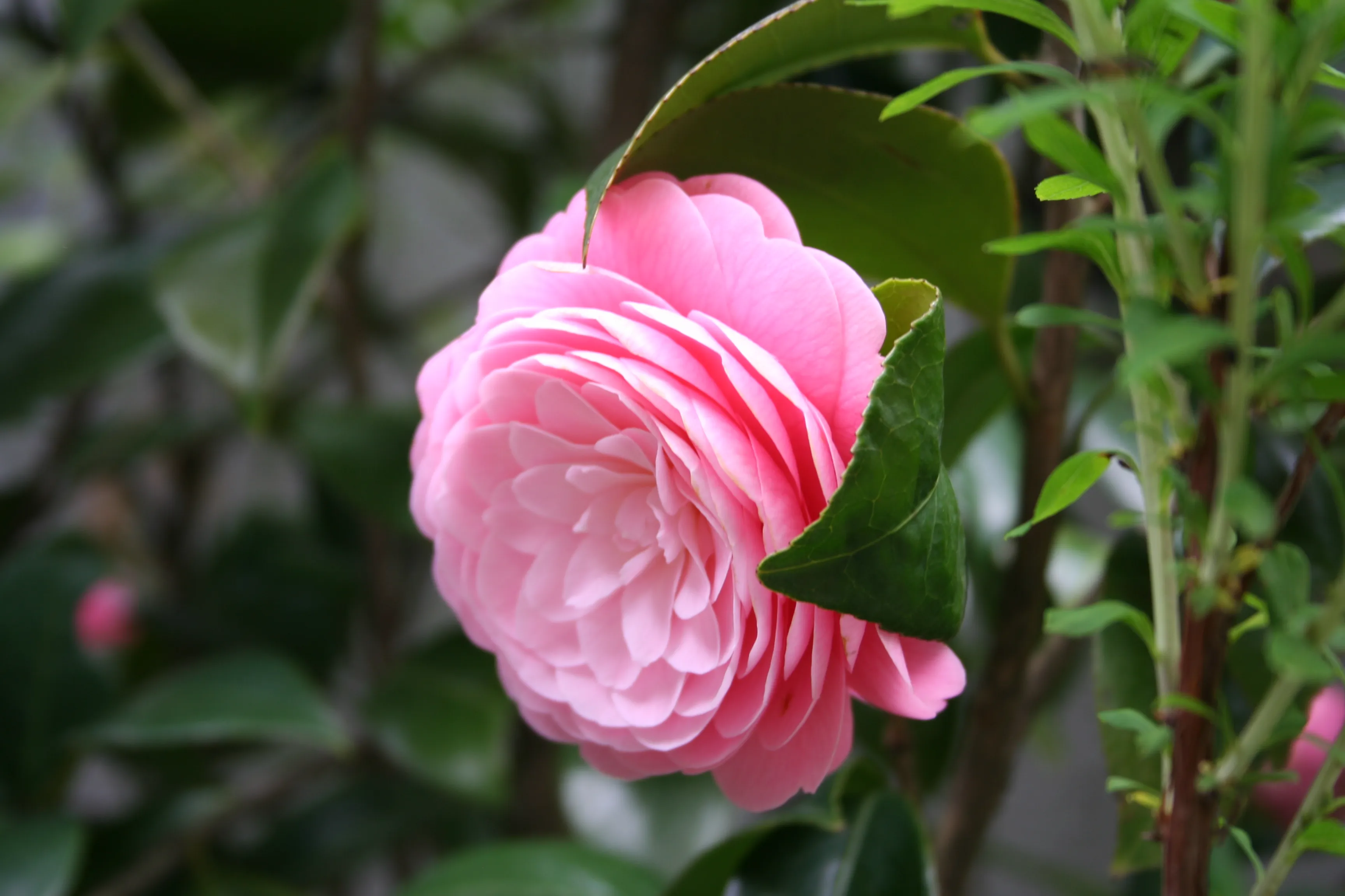 Tsubaki - 椿