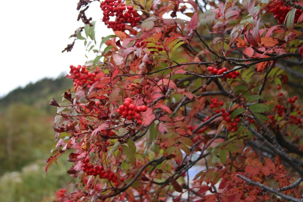 紅葉 (1) 紅葉 (1)
