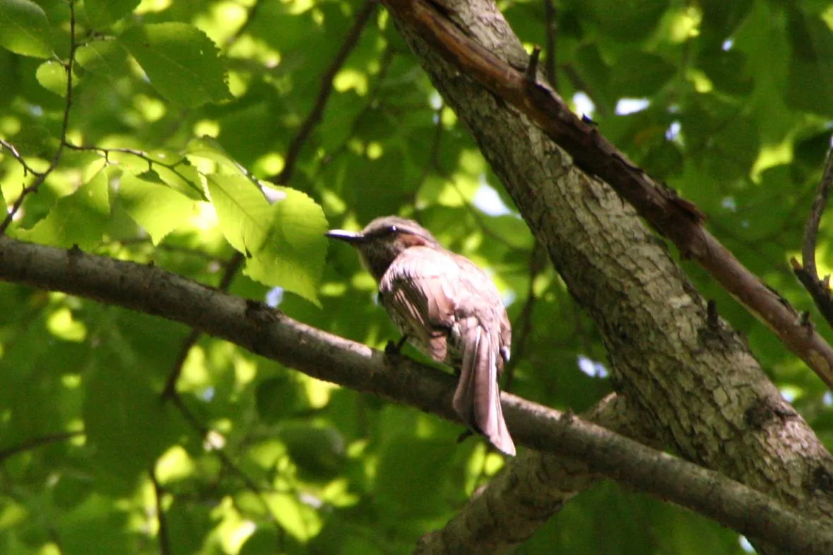 軽井沢　野鳥の森